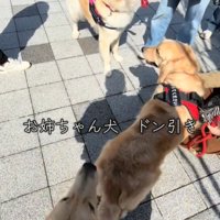 3匹の犬2