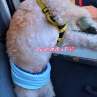 スタッフさんに撫でてもらう犬6