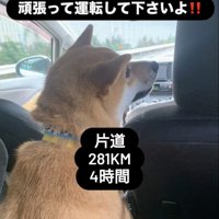 運転席を見つめる柴犬