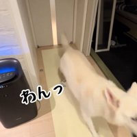 男性の気配を感じて吠える犬