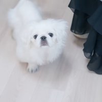 トリミング前のもち太くん