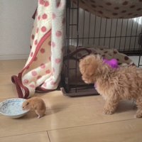 水を飲むハムスターと見つめる犬3