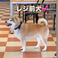 レジ前で待っている犬
