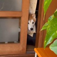 「オヤツだけください…」