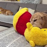 安心して昼寝するおからちゃん