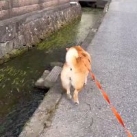 散歩するわらびちゃん