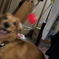 楽しそうに遊ぶ犬