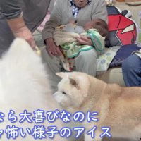 アイスちゃんはちょっぴり警戒？