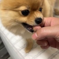 何かを訴えるむぎちゃん6