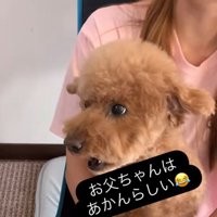 ドルくんの家族への態度の差⑩