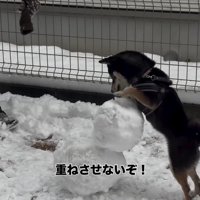 重ねるのを阻止する千幸ちゃん