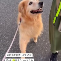 散歩拒否していたけどボールにつられた大型犬