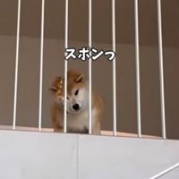 柵の間から頭が抜けた犬