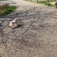方向転換して全力ダッシュ！