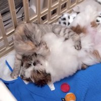 仰向けの子犬を毛繕いする猫