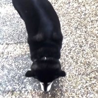 近寄っていく犬2