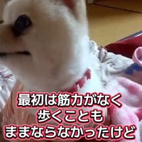 周囲を見回す犬2