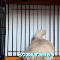 水を飲むわんこ