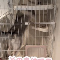棚板のそばにいる犬