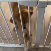 ゲートを抜けてよもぎちゃんの元へ