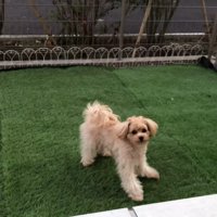 おもちゃを投げた時のベルちゃん3
