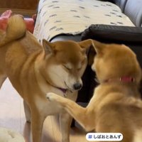 行く手をふさぐあんずちゃん