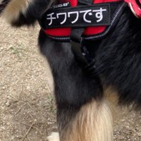 「チワワです」の名札