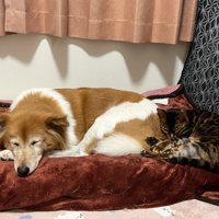 保護猫