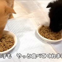 ご飯を食べる子犬