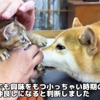 リナちゃんとご挨拶