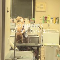 お姉さんにハグ犬「今日は爪切りやんなくていい」