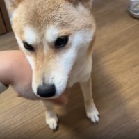 あごを乗せる犬