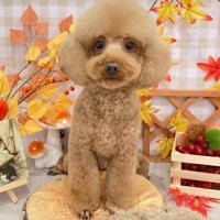 大きな耳がポイント
