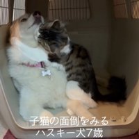 距離が近すぎるローズちゃんとロイくん5