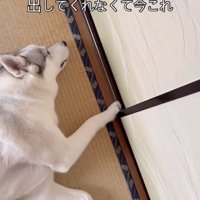 コタツを愛するアシㇼちゃん