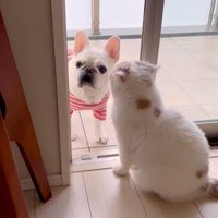 うどん君とあられちゃんの愉快なやり取り6