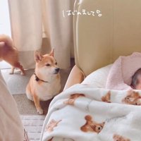 赤ちゃんが来た日のうにちゃん＆きぬ君6