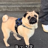 凝視するむさし君
