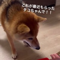 おもちゃを持ってきたはちちゃん