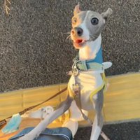 鳴くうみちゃん