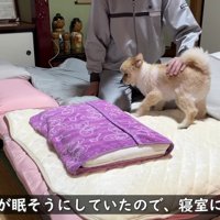 ポメくんと寝室に…