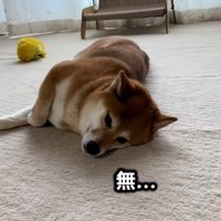 虚無のあんずちゃん