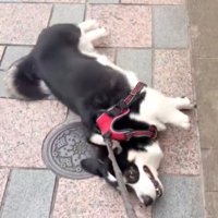 散歩拒否