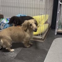 振り返って見つめる犬