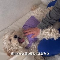 添い寝しながらあくびする犬