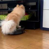 テレビ台にぶつかりそうなきなこちゃん