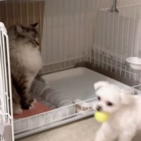 ボールを取り返したちゃむさん