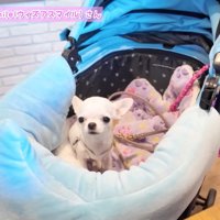 たくさん「可愛い」と言ってもらえました♪
