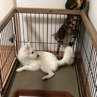 柵の間からツンツンするナルちゃん