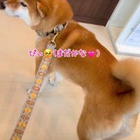 ソワソワする柴犬